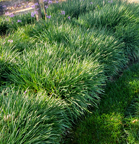Lawn Edging and Trimming